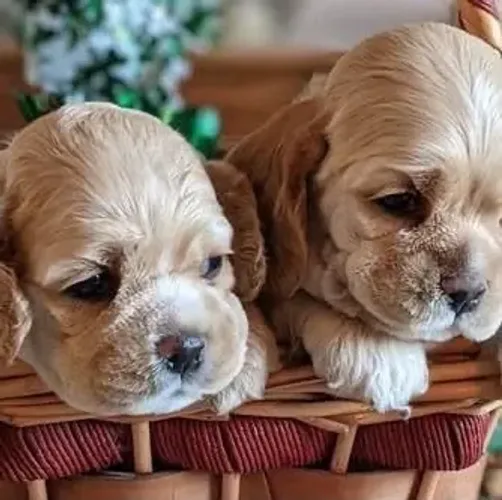 Cocker spaniel pronto para entrega