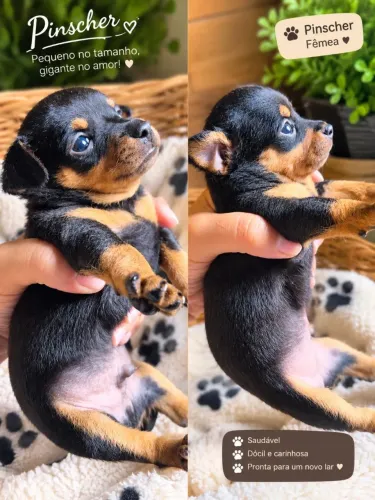 Pinscher zero