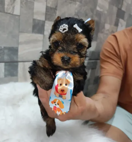 Casal de Micro Yorkshire terrier