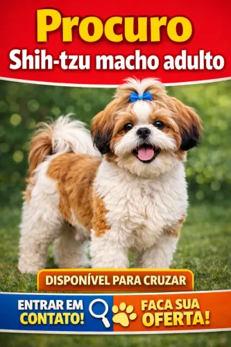 Procuro Shih Tzu Macho 