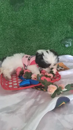 Filhotes de shih tzu fêmea 