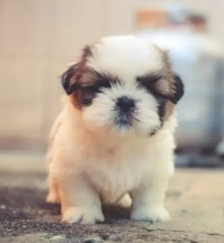 Adoráveis Filhotes de Shih Tzu - A Alegria e o Colo que Sua Casa Precisa