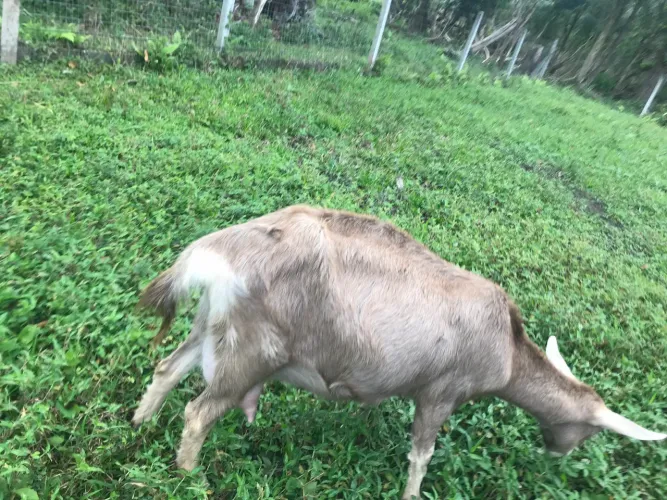Lote de cabras leiteiras