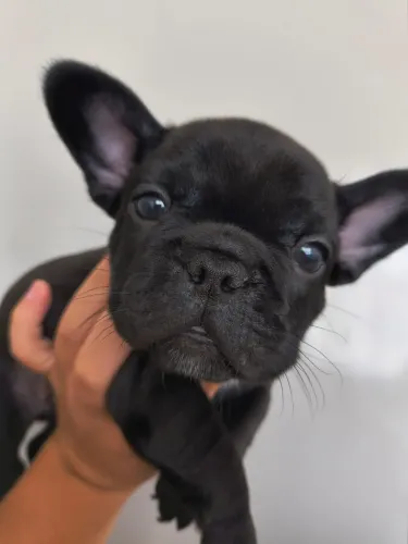 Buldogue francês 
