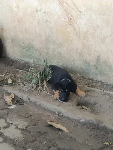 Filhotes de pastor alemão com rottweiler 