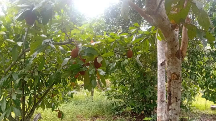 Vendo lindo sítio medido 30x100 na beira do asfalto bem plano kilometros 56 estrada 254