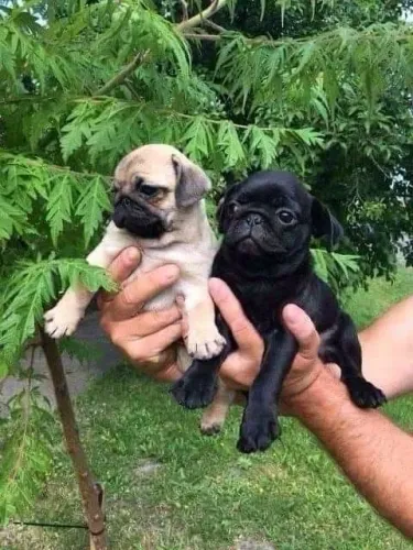 Pug Leve felicidade para casa com um novo filhotinho