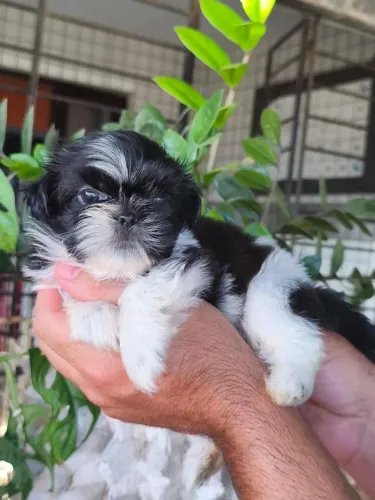 Shitzu Macho Mini ENTREGA IMEDIATA