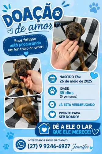 Doação de filhote 