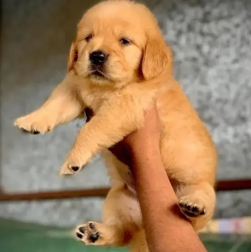 Golden Retriever Filhotes Dourados Iluminados.