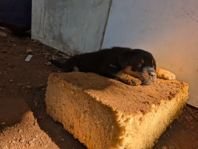 Rottweiler filhote 