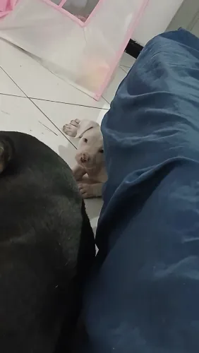 Filhote de PitBull fêmea um mês e 15 dias , *
