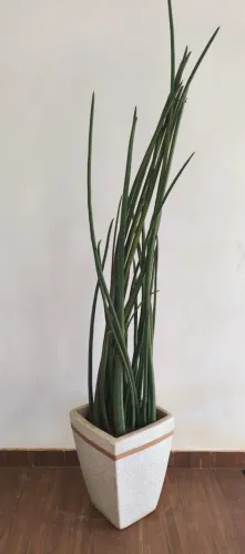 Lança-de-São-Jorge gigante + vaso decorativo