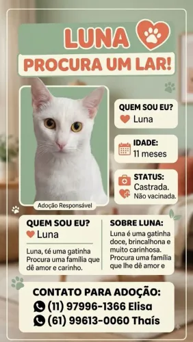 Doação de gatos