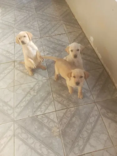 Filhotes de labrador lindos e saudáveis 