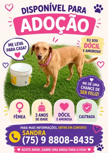 Fêmea castrada disponível para adoção