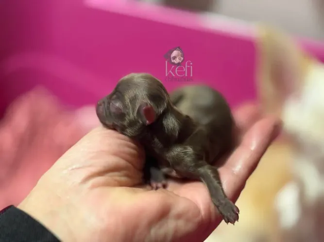 Chihuahua chocolate disponível para venda 