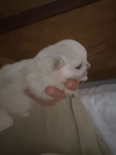 Filhotes de Lulu da pomerania