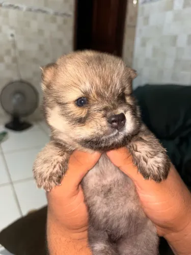 Chow Chow disponível