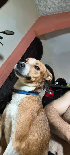 URGENTE: Doação de cachorro muito manso 