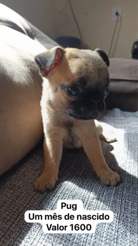 Cachorra 
