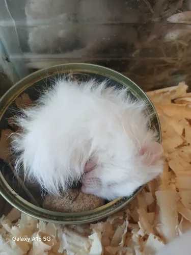 Hamster Sírio Angorá 