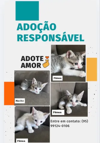 Gatinhos para adoção 