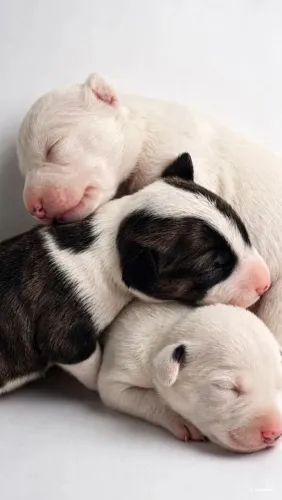 Vendo filhotes de Bull Terrier 