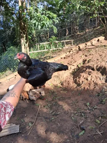 Galinha/ franga 
