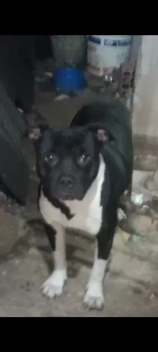 Filhote de Pitbull 