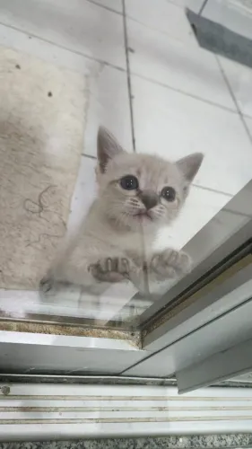 Gatinho para adoção!