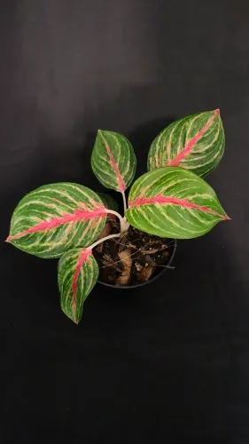 Aglaonema legacy - café de salão - planta para interior