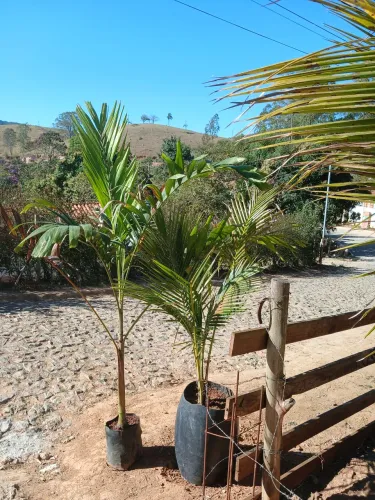 Plantas frutíferas e ornamentais 