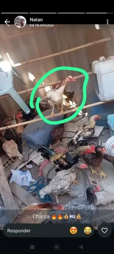Vendo galinha frangos e patos