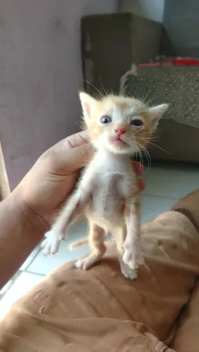 ADOÇÃO DE GATINHOS MACHOS