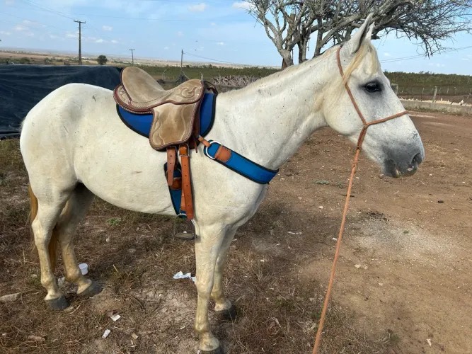 Vendo cavalo,mangalarga,puro,de marcha picada machador,manso demais,pode andar sossegad