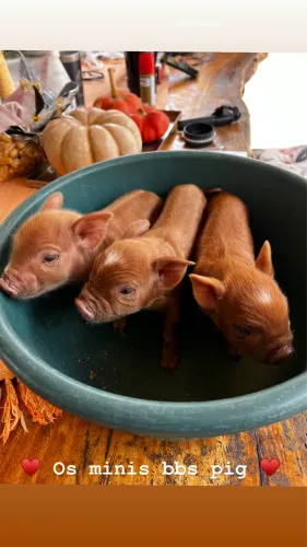 Mini Pig