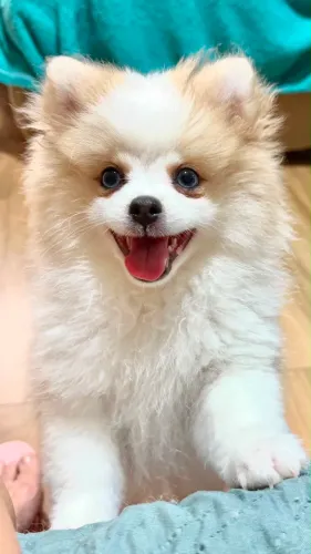 Linda femea de Lulu da Pomerania olhos azuis
