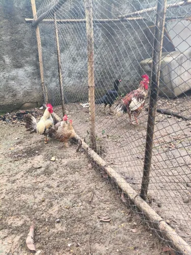 PACOTE, VENDO: galinhas, galos e frangas(o)!