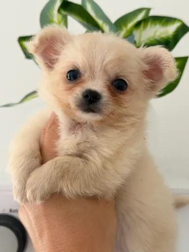 chihuahua creme de com carinha de boneco