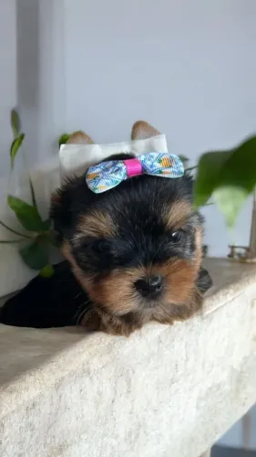 Yorkshire Mini Bela Fêmea Disponível. 