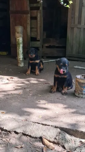 Filhote de Rottweiler