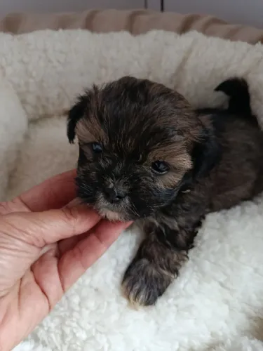 Filhotes de Lhasa