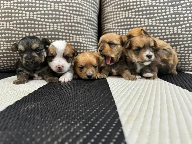 cuida que esses peludinhos estao lindos 