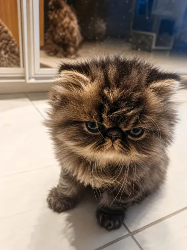 Filhotes de Gatos Persas