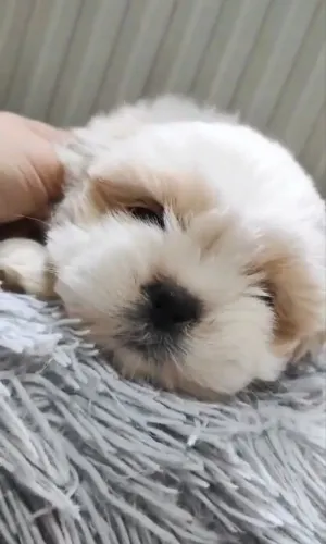 Shitzu filhotes machos disponíveis cachorro