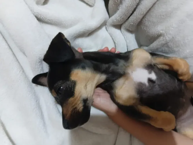 Vendo filhote de Pinther fêmea  3 meses