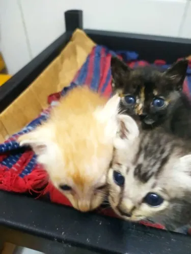 Gatos 
