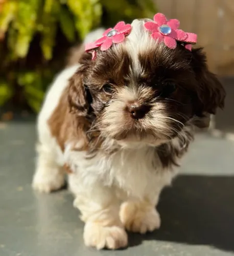 Fêmea shihtzu mini branca com chocolate olhos verdes linda 70 dias carteirinha vermifugada