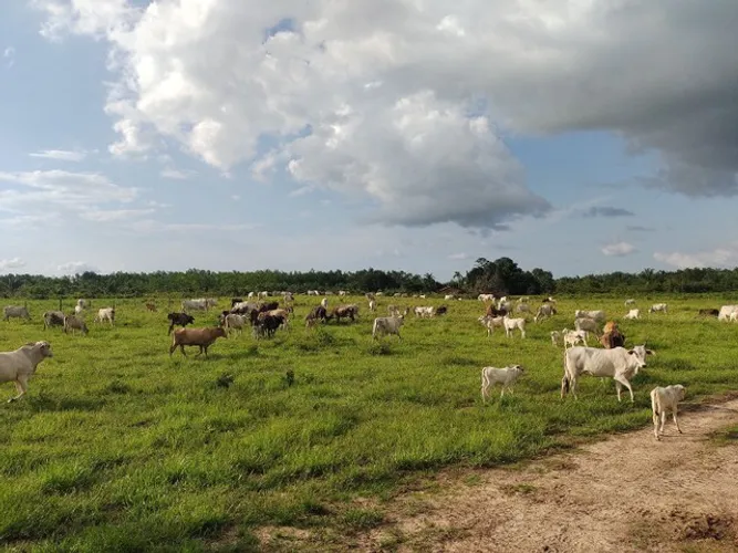 Fazenda 160 alqueires pra gado na região de Paragominas-PA por R$70 mil por alqueire